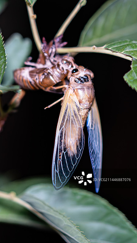 夜晚金蝉知了脱壳过程图片素材