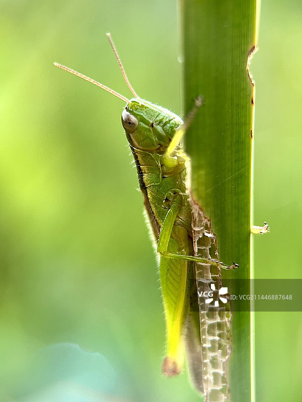 清晨停歇在植物上的蚂蚱图片素材