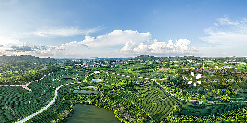 茶园中的公路图片素材