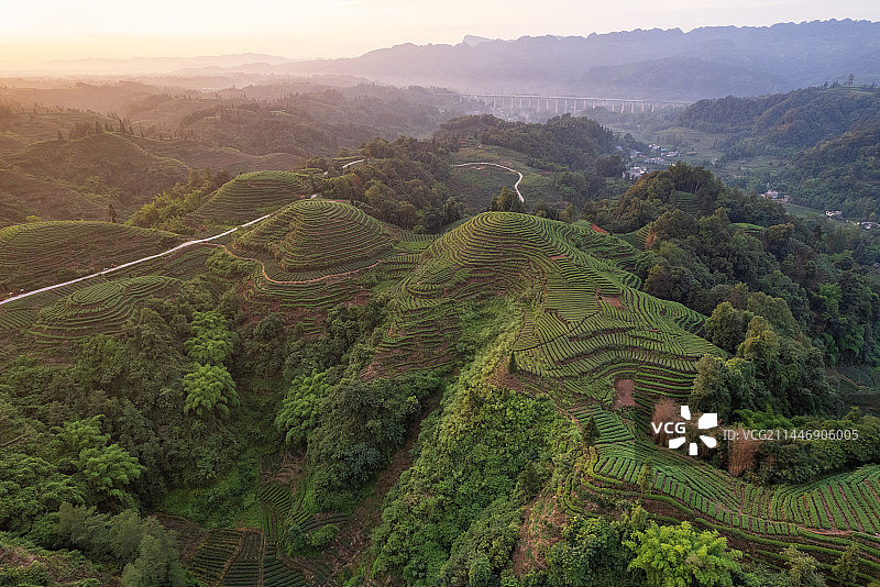 四川省雅安市名山区大地指纹茶园茶山日出航拍逆光图片素材