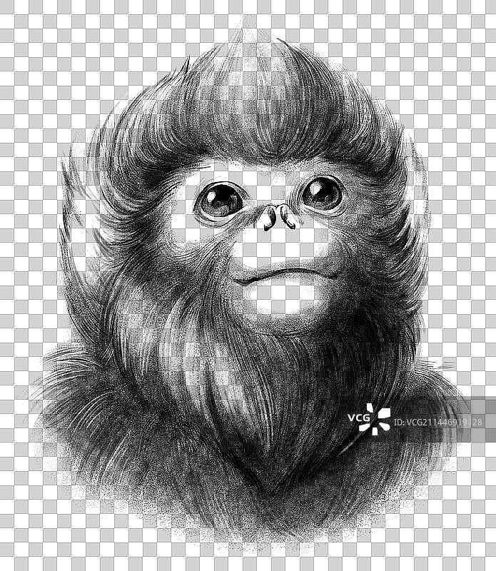 秦岭四宝-金丝猴图片素材