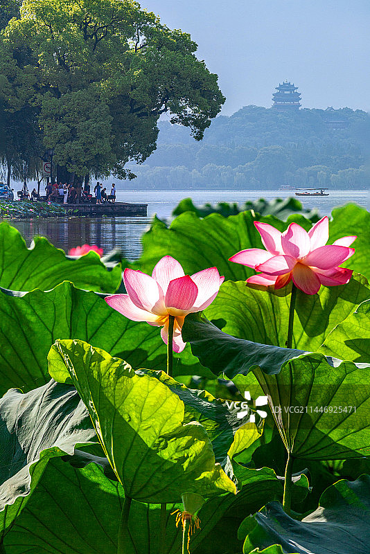 杭州西湖荷花图片素材