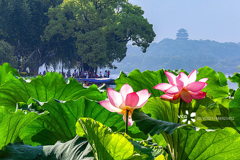 杭州西湖荷花图片素材