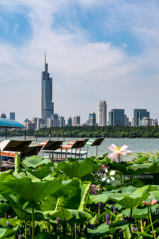 夏天荷花荷叶背景映衬中的江苏南京玄武湖自然风光与南京城市建筑紫峰大厦地标景观图片素材