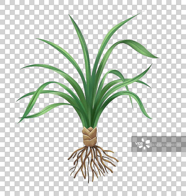 中国传统文化中草药药材之麦冬图片素材