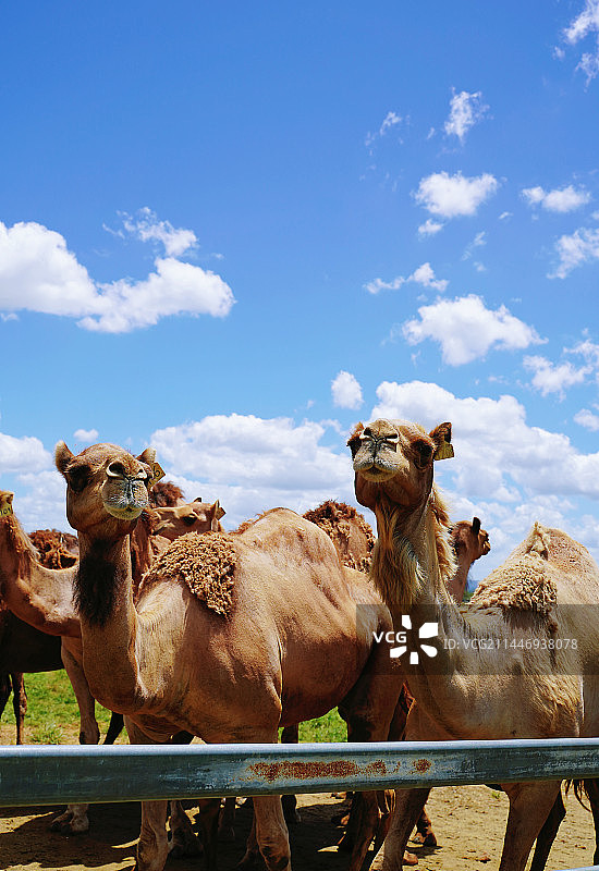骆驼与云图片素材