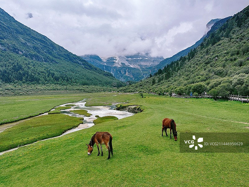 稻城亚丁，洛绒牛场的马图片素材