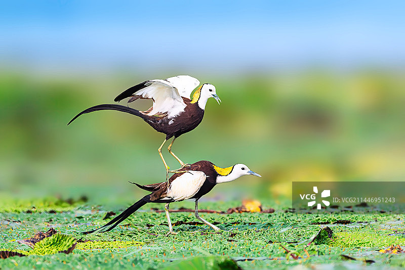 火热的夏天图片素材