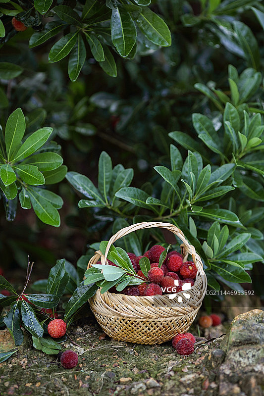 雨后杨梅树杨梅果实竹篮子采摘图片素材