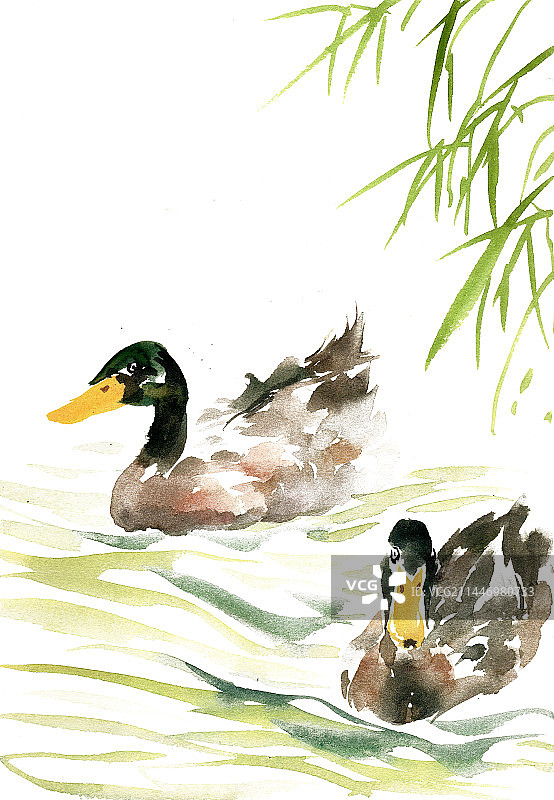 两只鸭子图片素材