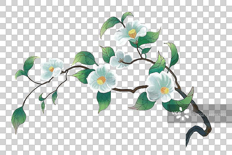 白色山茶花图片素材