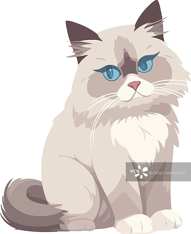 可爱毛茸茸坐姿小猫图片素材