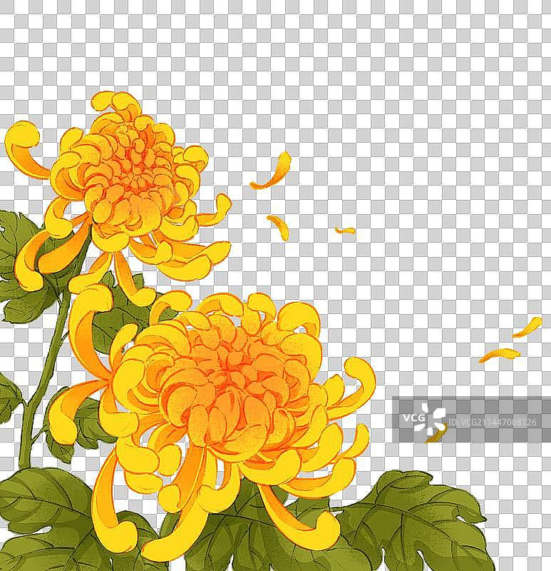 菊花植物插画图片素材