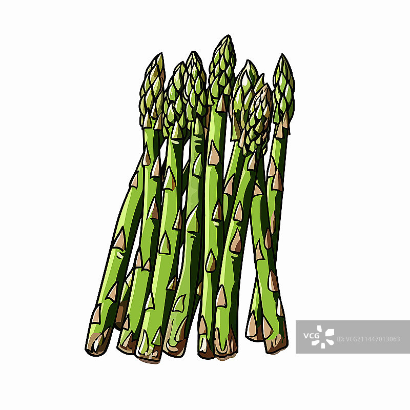 手绘涂鸦风格的芦笋图片素材