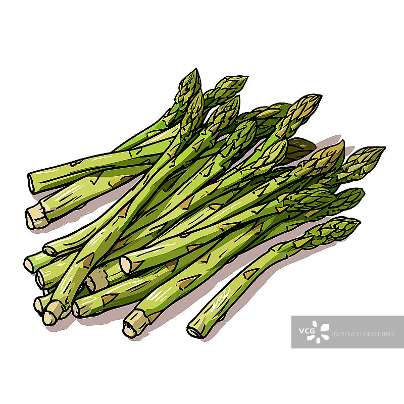 手绘涂鸦风格的芦笋图片素材