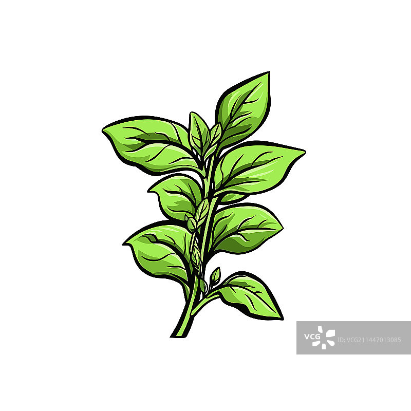 手绘罗勒涂鸦图片素材