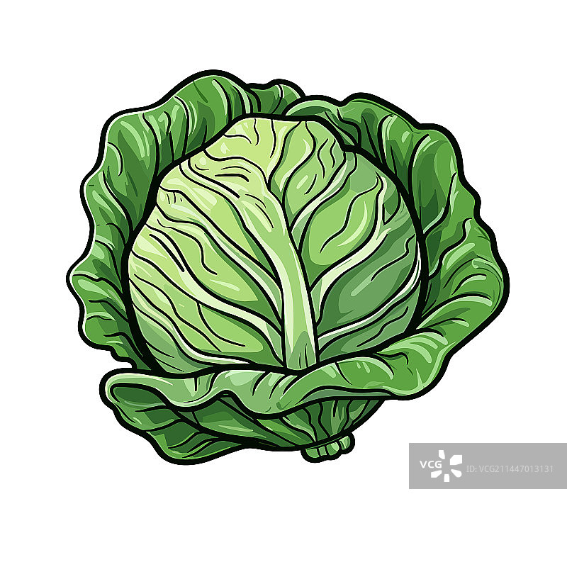 手绘涂鸦风格的卷心菜图片素材