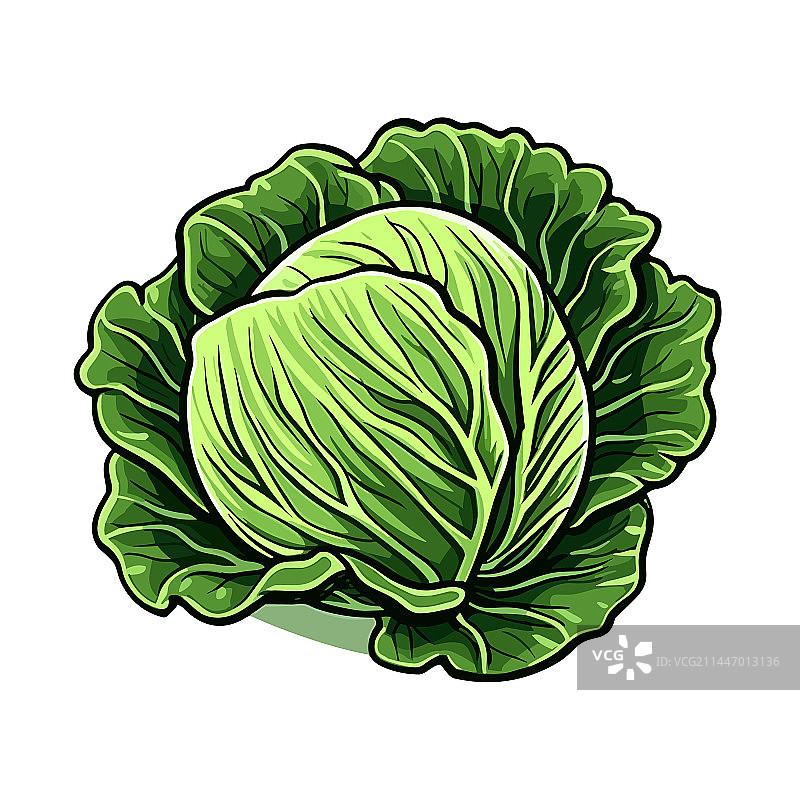 手绘涂鸦风格的卷心菜图片素材