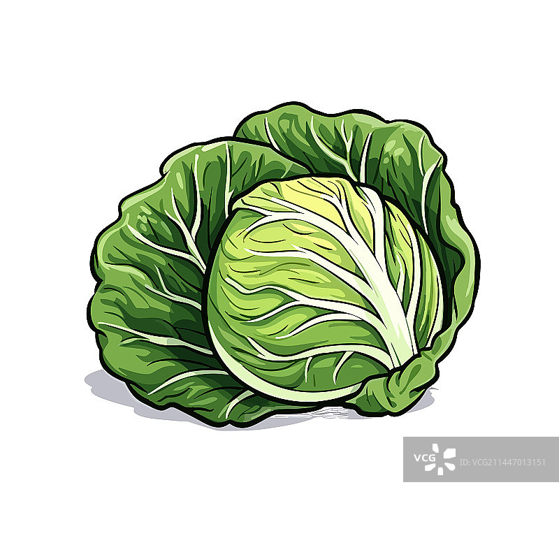 手绘涂鸦风格的卷心菜图片素材