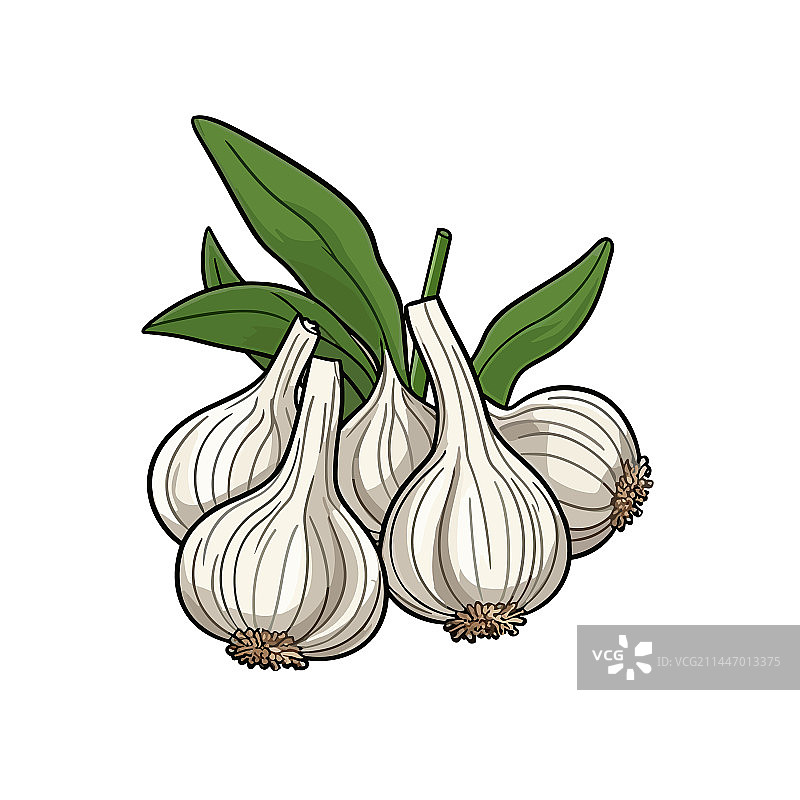 手绘涂鸦风格大蒜卡通图片素材