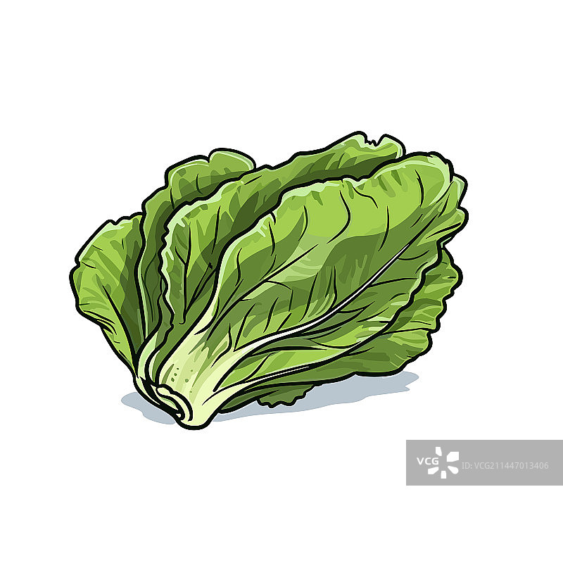 手绘涂鸦风格的生菜卡通图片素材