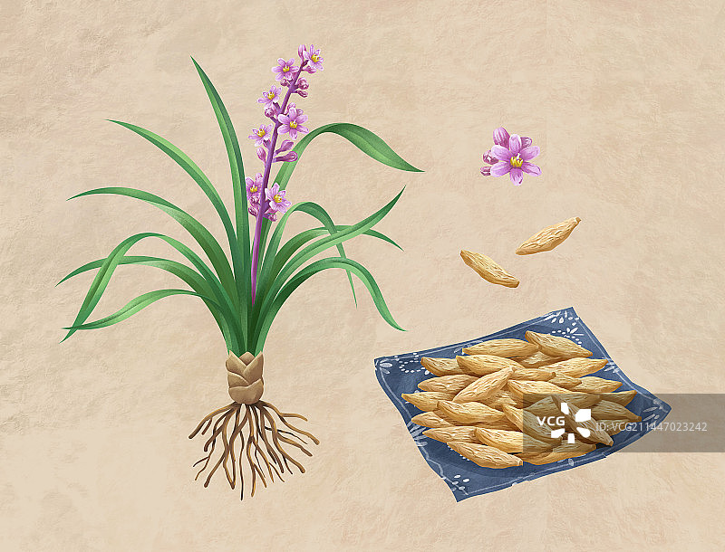 中国传统文化中草药药材之麦冬图片素材