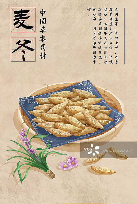 中国传统文化中草药药材之麦冬图片素材
