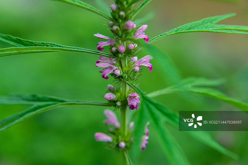 紫花植物野外特写   唇形科益母草属植物图片素材