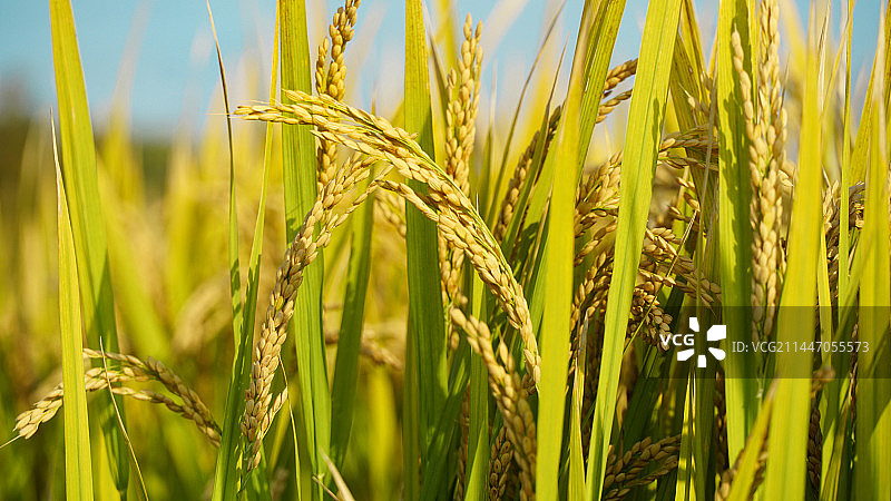 秋天金黄的稻田稻谷特写图片素材