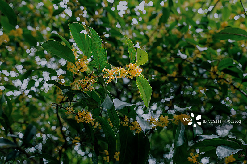 满陇桂雨图片素材