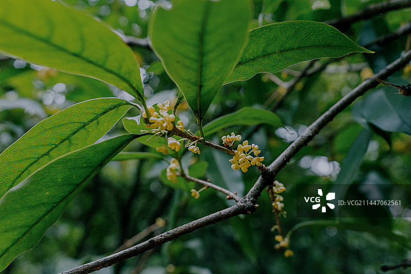 满陇桂雨图片素材