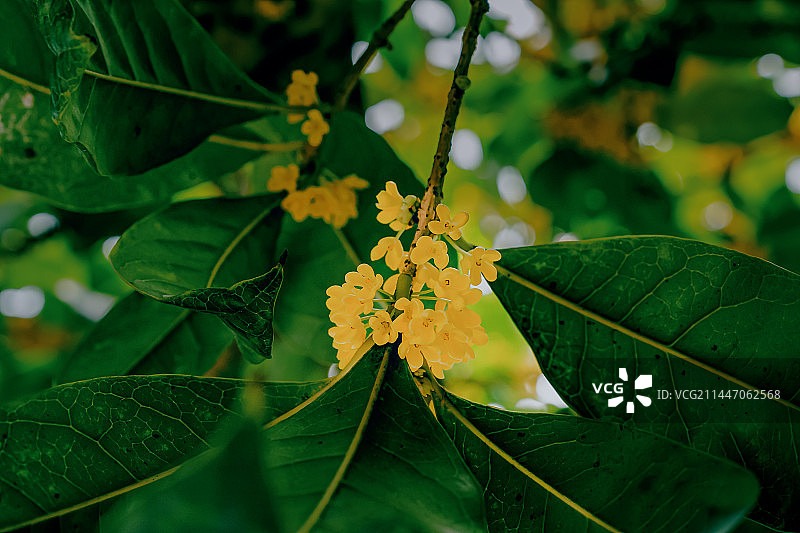 满陇桂雨图片素材