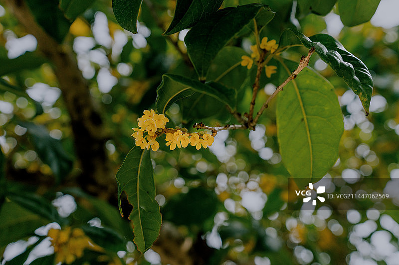 满陇桂雨图片素材