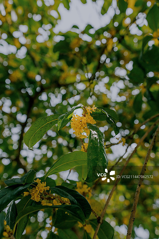 满陇桂雨图片素材