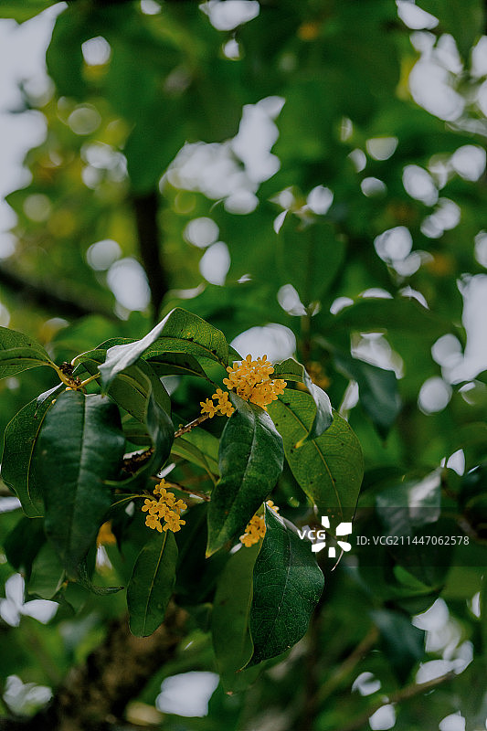 满陇桂雨图片素材