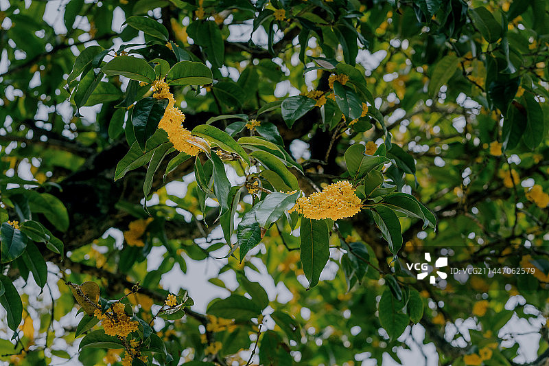 满陇桂雨图片素材