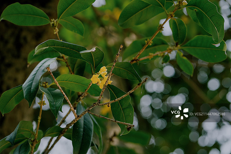 满陇桂雨图片素材