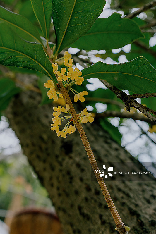满陇桂雨图片素材
