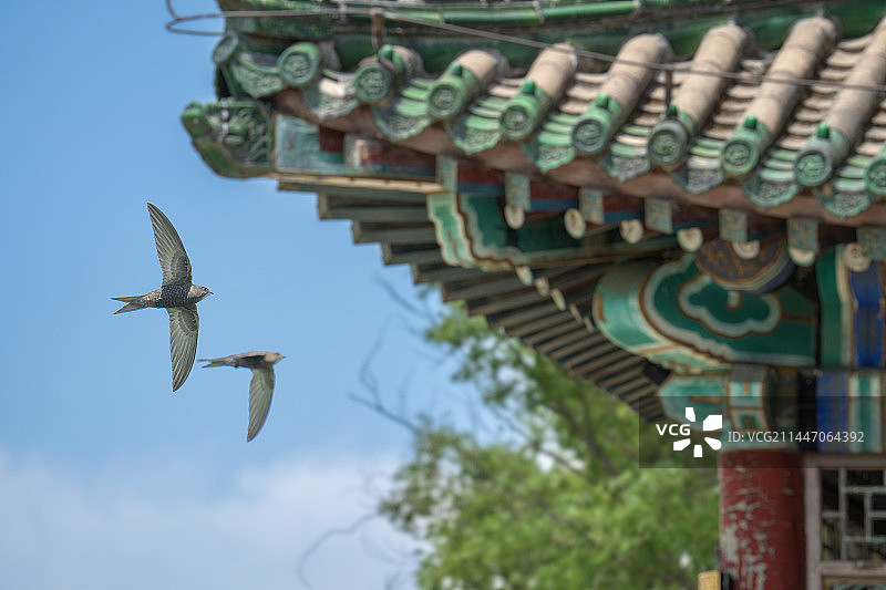 颐和园景明楼的北京雨燕图片素材