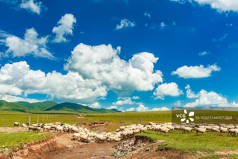 青海省海北藏族自治州（祁连山草原）夏季户外风光图片素材