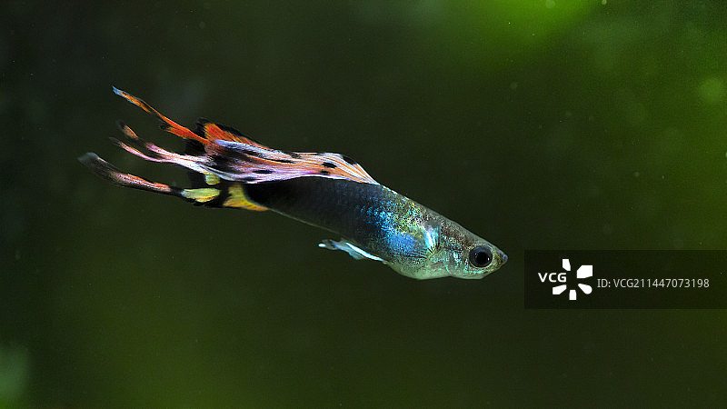 孔雀鱼图片素材