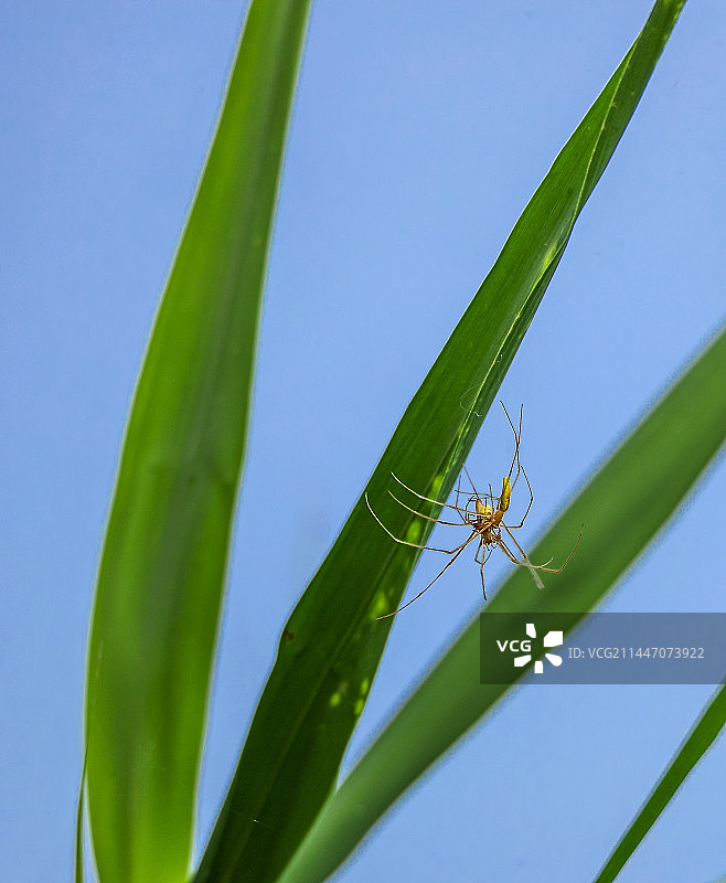 蜘蛛情网图片素材