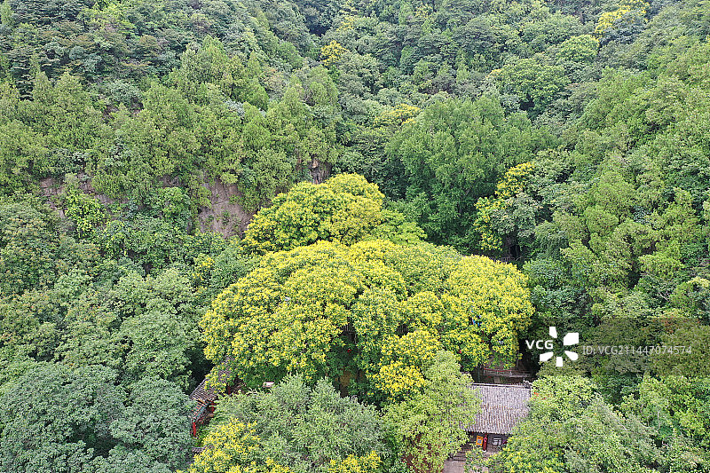 山东枣庄山亭区抱犊崮国家森林公园黄栾花开满树金图片素材