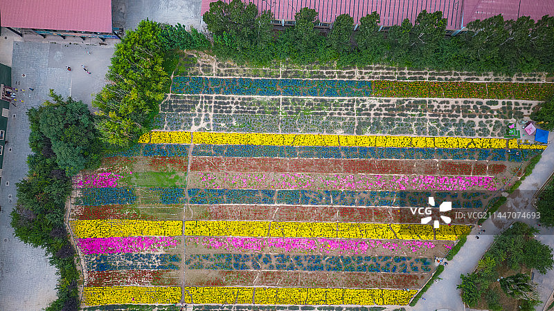 新疆 薰衣草 霍城县 解忧公主 航拍图片素材