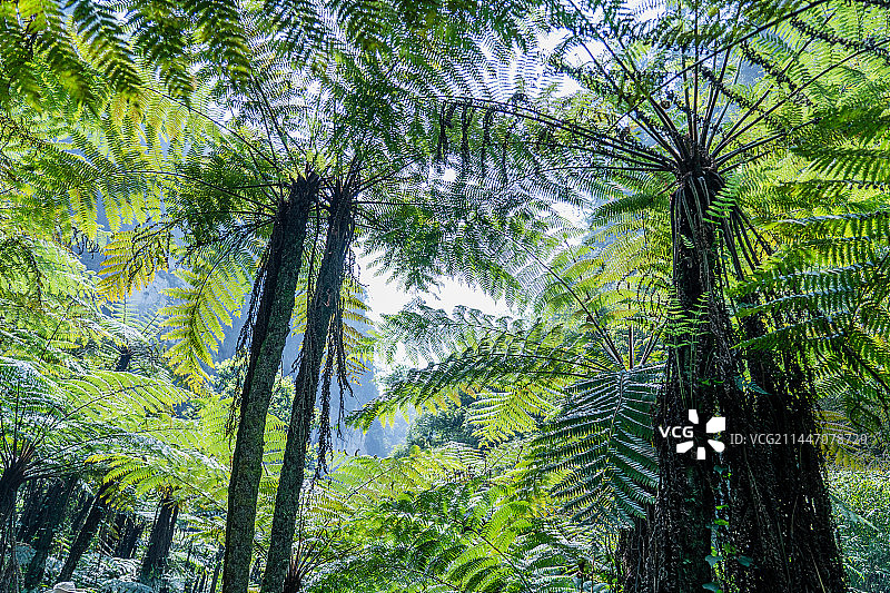 桫椤谷图片素材