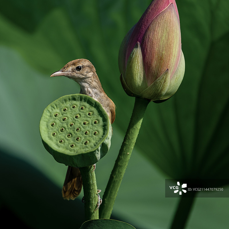 荷花上的鸟图片素材