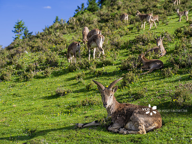岩羊图片素材