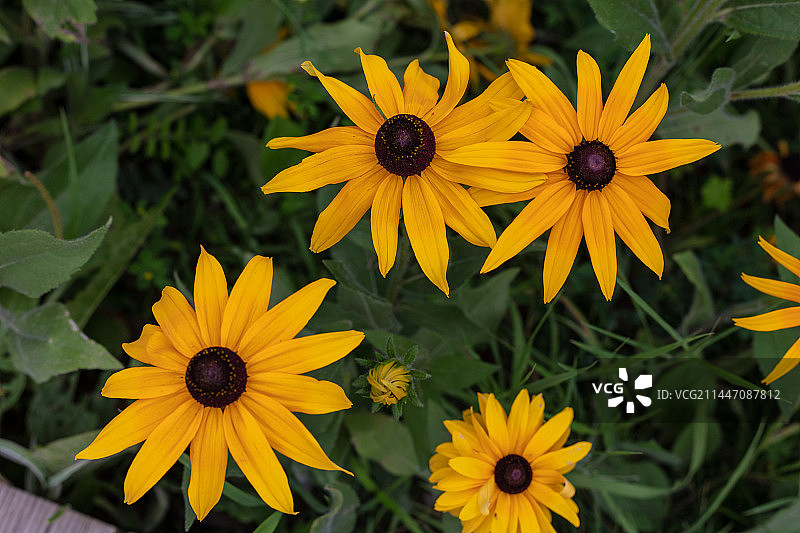 黑心金光菊图片素材