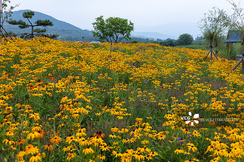 漫山遍野的黑心金光菊图片素材