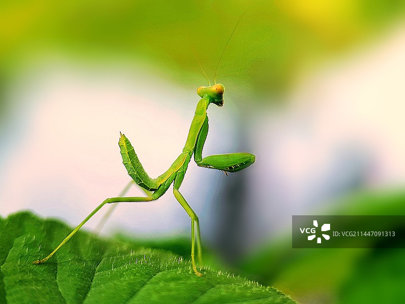 螳螂的优美身姿图片素材